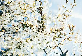 Kirschblüte vor blauem Himmel 