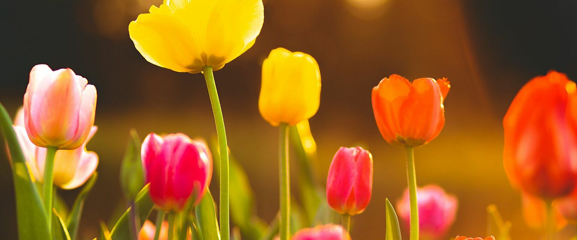 Tulpenwiese