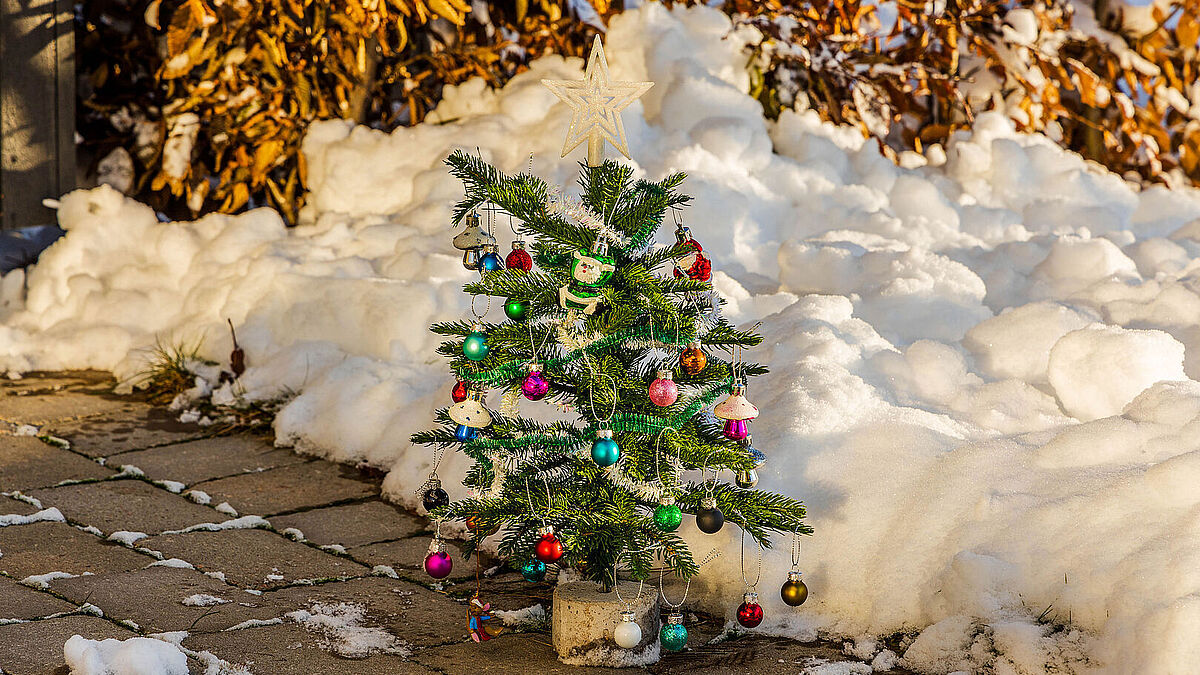 Wann fliegt der Weihnachtbaum raus? Darauf gibt es mehrere Antworten. Abschmücken sollte man ihn vorher aber in jedem Fall. 