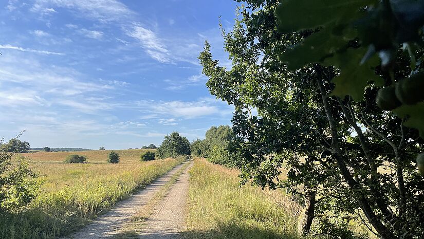 ein Sandweg mit Gräsern