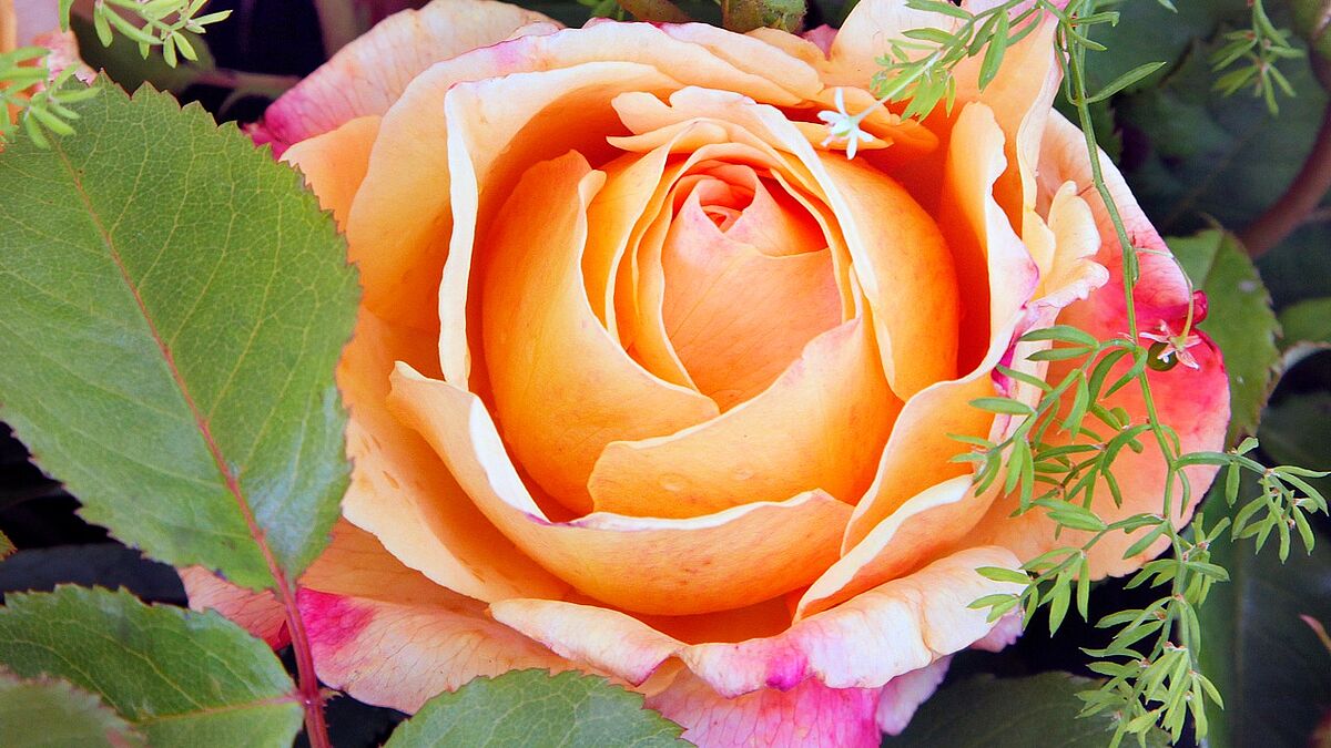 Bernsteingelb, zart duftend und robust, die igs-Rose Sonnenwelt.