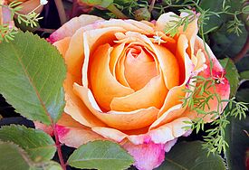 Bernsteingelb, zart duftend und robust: igs-Rose "Sonnenwelt".