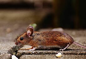 Maus
