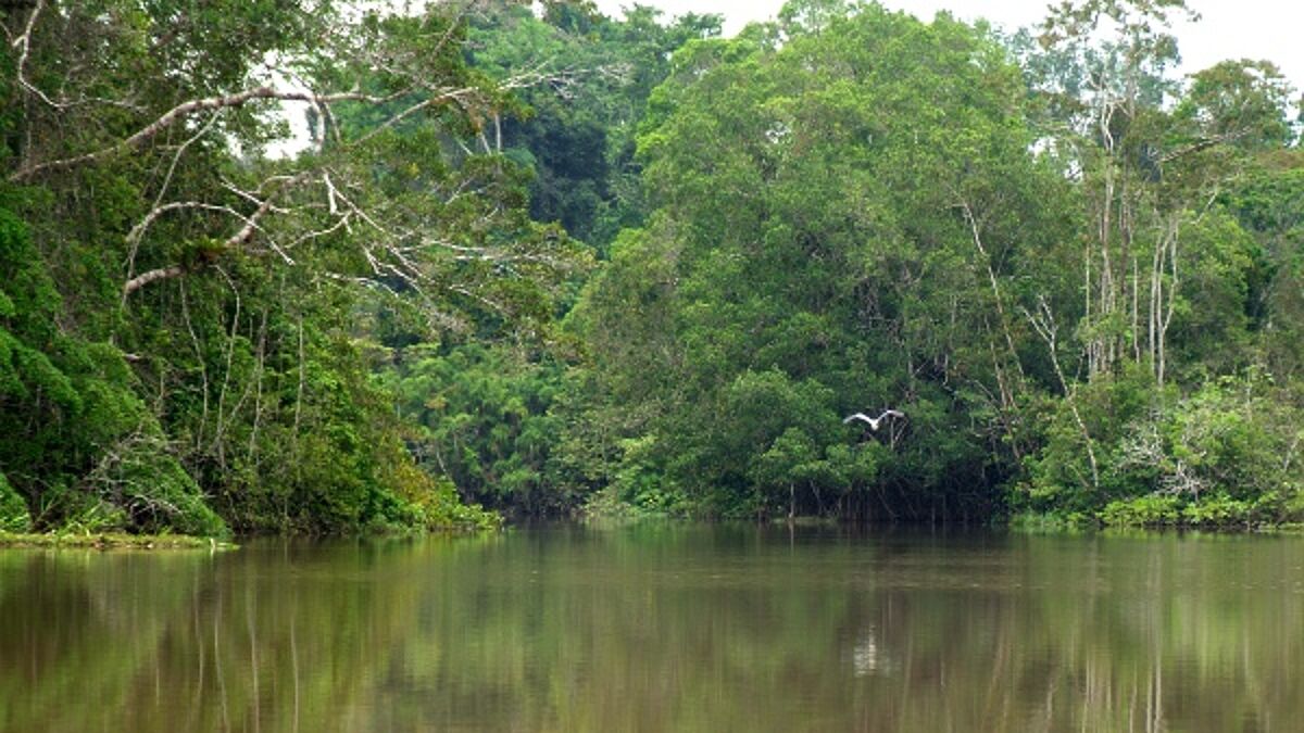 Der Rio Napo im Yasuni Nationalpark in Ecuador. Auf der Fläche eines Fußballsfeldes wachsen hier mehr Baumarten als in ganz Nordamerika. Im östlichen Teil des Yasuní lagern aber auch die größten Ölvorkommen des südamerikanischen Landes
