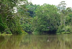 Der Rio Napo im Yasuni Nationalpark in Ecuador. Auf der Fläche eines Fußballsfeldes wachsen hier mehr Baumarten als in ganz Nordamerika. Im östlichen Teil des Yasuní lagern aber auch die größten Ölvorkommen des Landes (c) epd-bild