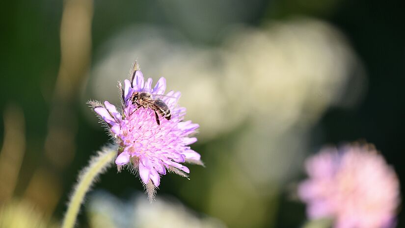 Eine Biene sammelt auf einer lila Blüte den Nektar ein. 