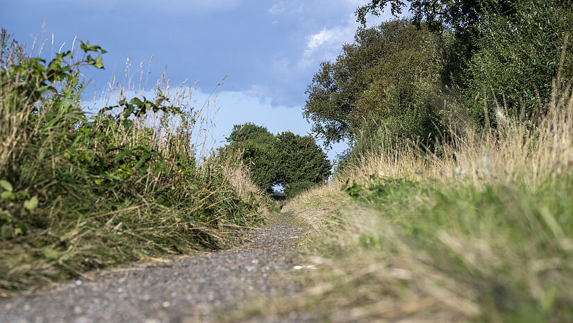 Blick auf einen Fahrradweg mit Grassaum und Büschen