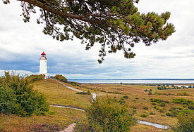 Blick auf einen Kieferzweig und den Leuchtturm Dornbusch auf der Ostseeinsel Hiddensee.