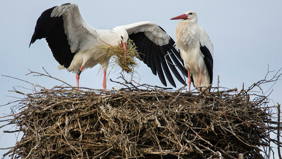 Storchenpaar mit Nest in Heuchelheim ein Stadtteil von Reichelsheim im Wetteraukreis in Hessen
nahe dem  Naturschutzgebiet Bingenheimer Ried in der Horloff-Aue am 11.03.2017. Rund 500 Storchenpaare zaehlten Naturschuetzer im vergangenen Jahr in Hessen, die meisten in den suedlichen Landesteilen. Vor 30 Jahren noch waren Weissstoerche extrem selten geworden; in ganz Westdeutschland sanken die Bestaende auf 600 bis 800 Paare. Jetzt leben in Deutschland wieder rund 4.400 Brutpaare. Was die Naturschuetzer freut, macht einige Jaeger besorgt: So warnte im vergangenen Jahr der Kreisjaegerverein im suedhessischen Gross-Gerau, dass zu viele Stoerche andere Tierarten in ihrer Existenz bedrohen koennten. Stoerche bedeuteten eine Gefahr fuer das gesamte Niederwild. (Siehe epd-Feature vom 13.03.2017)