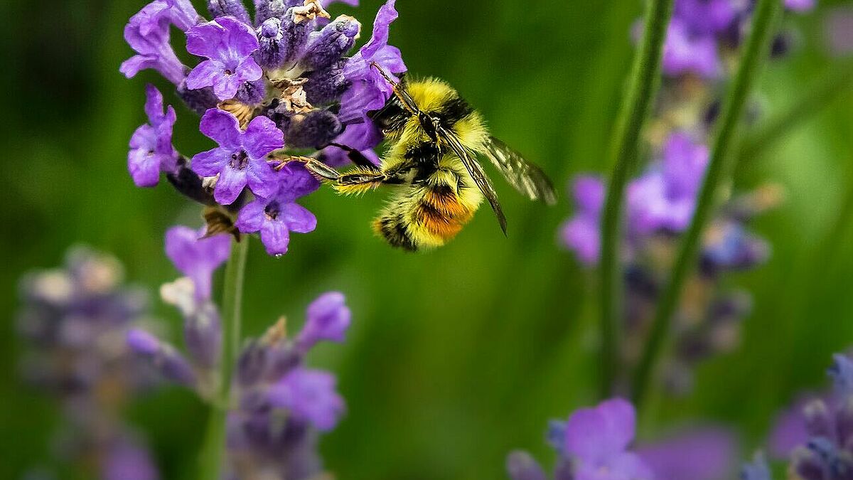 Der Kirchhof Granzin ist nicht nur für Menschen ein Begegnungsort. Auch Bienen und andere Insekten fühlen sich hier wohl. 