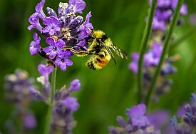 Biene auf Lavendel 