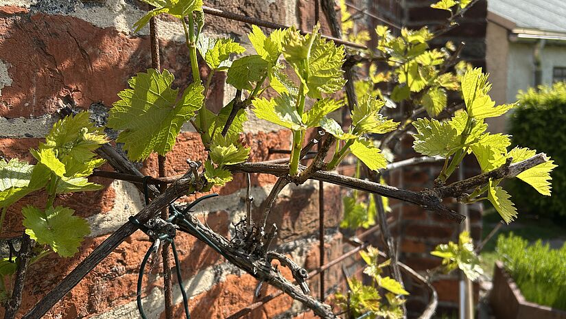 Weinranke