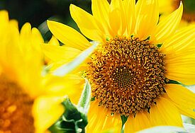 Sonnenblumen-Blüten