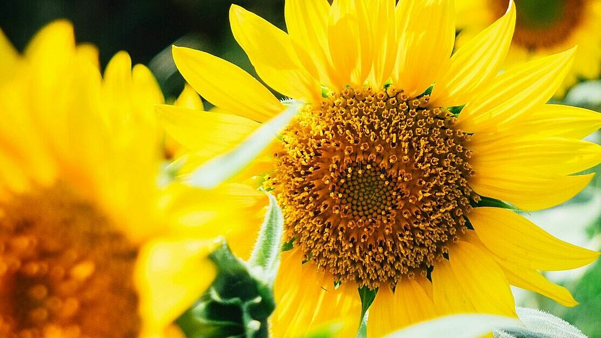 Im Vorfeld der Synode wurden Sonnenblumensamen an alle Synodalen verschickt. Sie sollen ein Zeichen der Hoffnung auf bessere Zeiten sein.