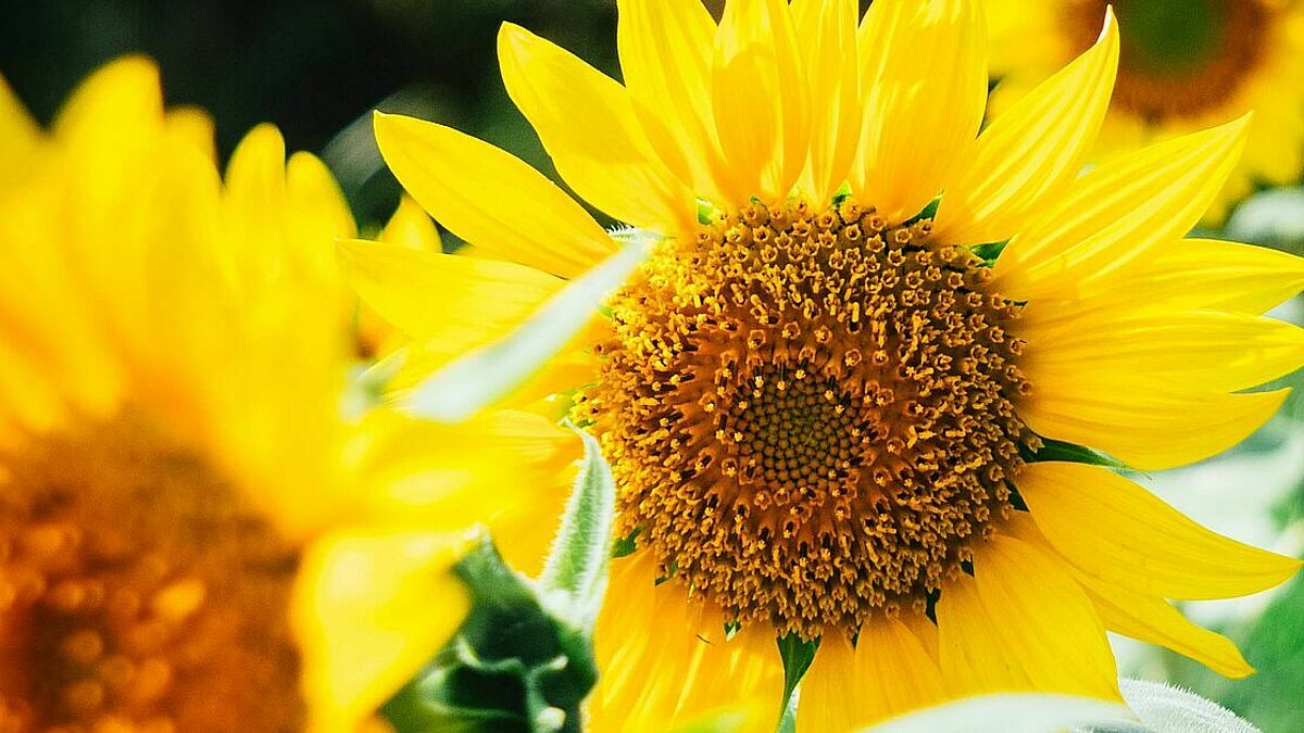 Wer sich noch bis Ende Mai an der Spendenaktion beteiligt, erhält ein Hoffnungsbändchen der Nordkirche. Es enthält Sonnenblumen-Samen. 