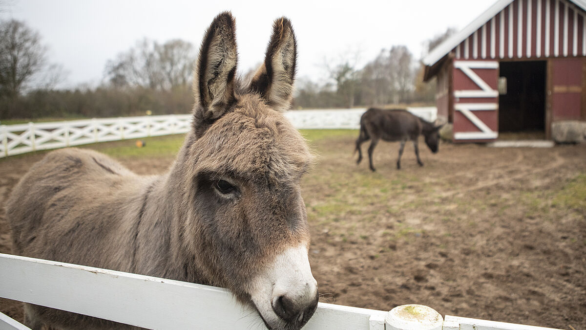 Auf Tuchfühlung mit Esel und Ochsen: An Heiligabend ist der Eintritt in den Tierpark Arche Warder ab 14 Uhr frei. Um 15 Uhr geht dort der Freiluftgottesdienst los.