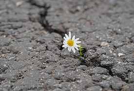 ein Gänseblümchen kämpft sich durch den grauen Asphalt