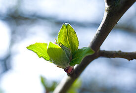 Ein junger Baumtrieb im Frühling.