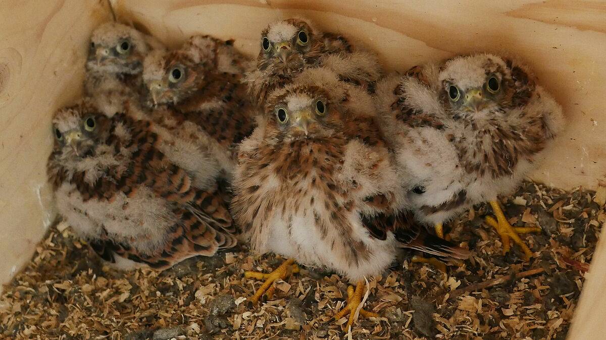 Falkennachwuchs im Nistkasten der Kirchengemeinde Klein Wesenberg (2019)