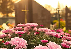 Friedhof mit Astern
