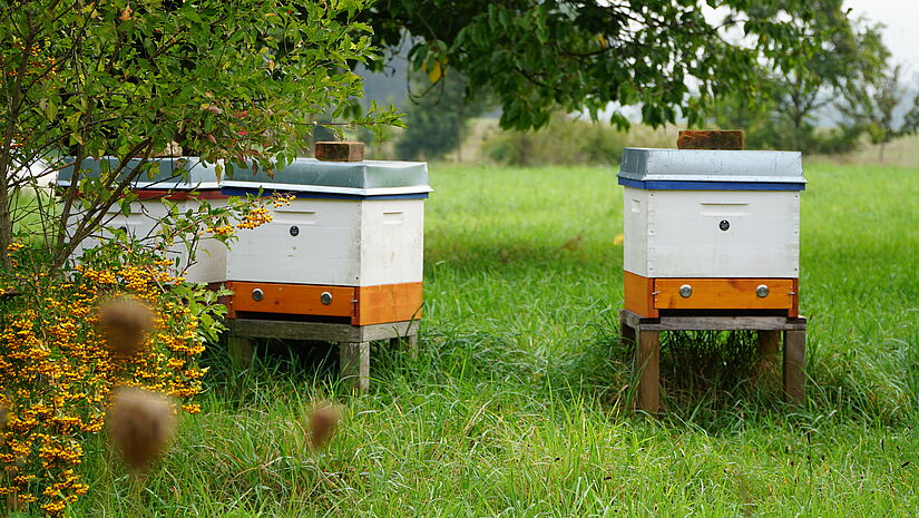 Die Bienen finden derzeit nicht genug zu Fressen. Ohne zusätzliche Nahrung, könnten sie so nicht überleben.