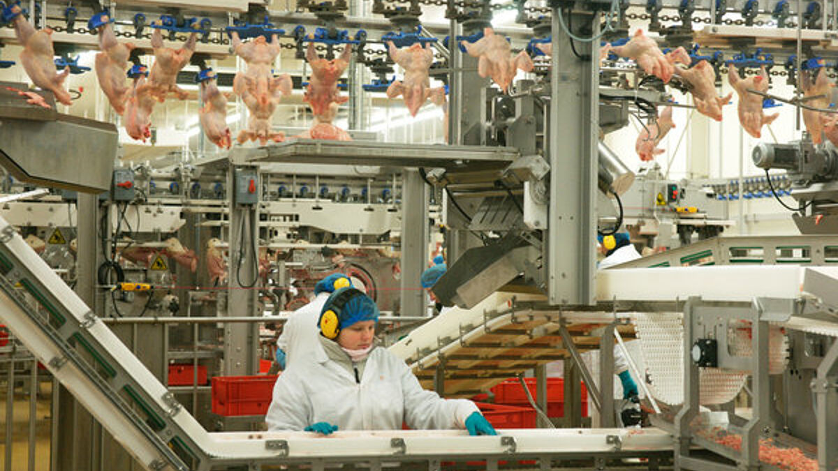Arbeiterinnen in einer Hähnchenschlachterei im Emsland. Fließbandarbeit hat ihren Ursprung in amerikanischen Schlachthöfen. 