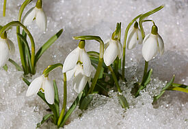 Schneeglöckchen im Schnee.