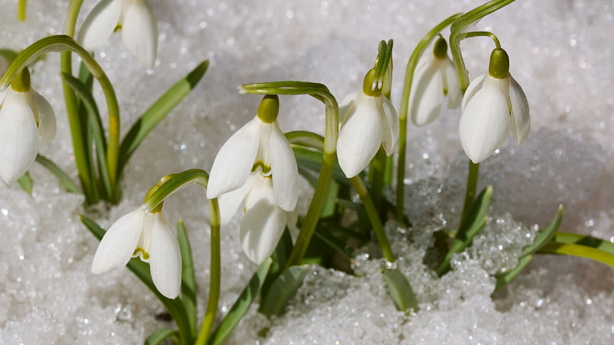 Optimismus in Sehestedt: Erste Garten-Andacht trotz Schnee
