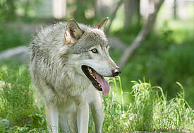 Wilder Wolf (c) Bev McConnell, iStockphoto