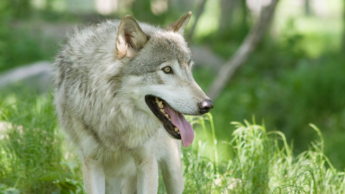 Nach fast 200 Jahren hat erstmals wieder ein Wolf nach Schleswig-Holstein gefunden. Das Tier stammt vermutlich aus der Deutsch-Westpolnischen Population (Symbolbild)