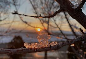 Ein Blick durch Eisblume, Zweige und Bäume auf die Elbe