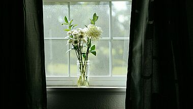 Weiße Blumen in einem Fenster mit schwarzen Vorhängen
