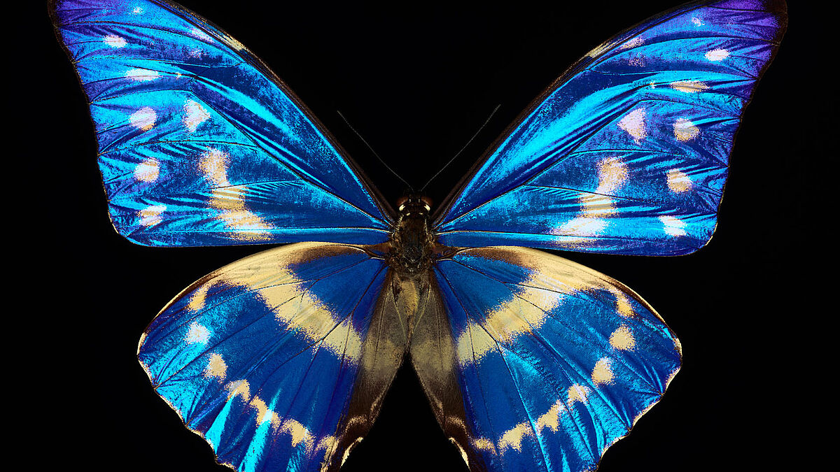 Flying Blue 1