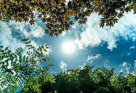Himmel mit Sonnenlicht und grünen Büschen