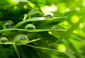 Einen „Garten am frischen Wasser“ kreiert der Kirchenkreis Ostholstein zur Landesgartenschau (Symbolfoto)