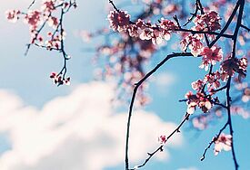 Ein Baum blüht im Frühling vor blauem Himmel mit weißen Wolken.