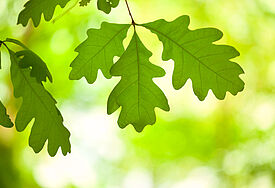 Friedenseiche in Rostock-Lichtenhagen gefällt (Symbolbild)