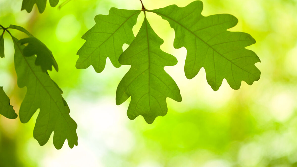 Friedenseiche in Rostock-Lichtenhagen gefällt (Symbolbild)