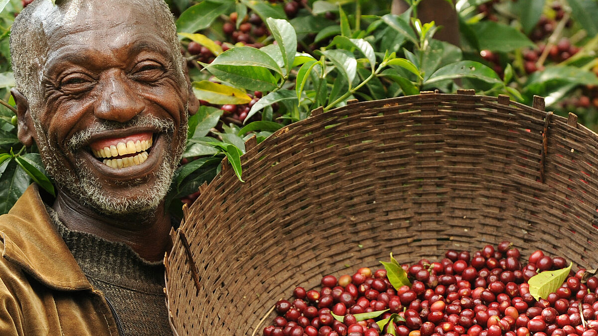 Kaffee-Ernte in Äthiopien. Die Oromia Kaffee-Union ist Fairtrade zertifiziert und produziert Bio Kaffee.