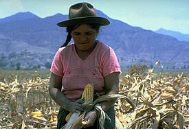 Eine Kleinbäuerin auf ihrem Feld in Ecuador (1986), die von der ökumenischen Entwicklungsbank "Oikokredit" unterstützt wurde. Es war eines der ersten Projekte von Oikokredit. Seit mehr als 30 Jahren vergibt die ökumenische Entwicklungsbank Darlehen an Arm