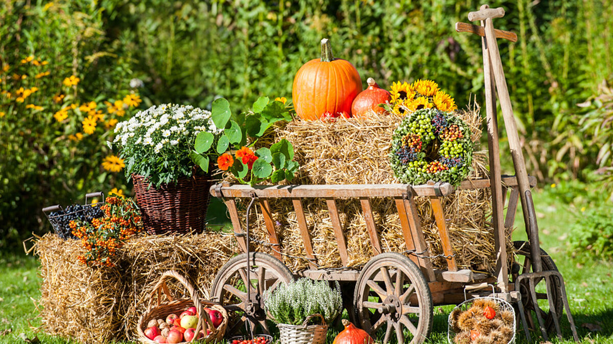 Mit dem Erntedankfest erinnern evangelische und katholische Christen an den engen Zusammenhang von Mensch und Natur. Gott für die Ernte zu danken, gehörte zu allen Zeiten zu den religiösen Grundbedürfnissen.