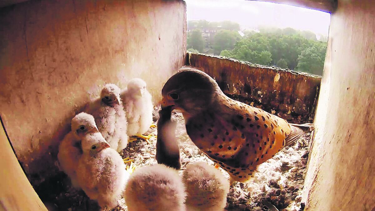 Es ist angerichtet: Gleich sechs Küken werden von den Falken-Eltern im Kirchturm versorgt. Hier wird der Nachwuchs mit einer frisch erbeuteten Maus beliefert.
