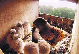 Es ist angerichtet: Gleich sechs Küken werden von den Falken-Eltern im Kirchturm versorgt. Hier wird der Nachwuchs mit einer frisch erbeuteten Maus beliefert.