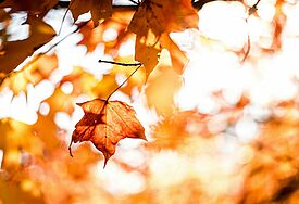 Herbstlaub