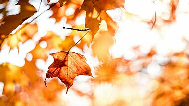 Herbstlaub