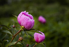 Von Morgentau bedeckte , rosa blühende Pfingstrosen.