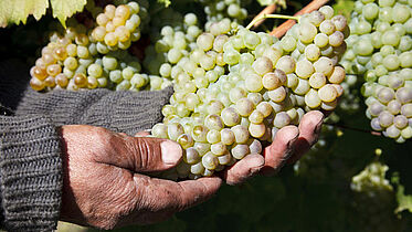 Faire Trauben WEB Trauben in einem Weinanbaugebiet in Chile, das mit fairem Handel bio-zertifizierten Wein produziert