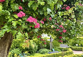 Blütenmeer im Bibelgarten Barth 