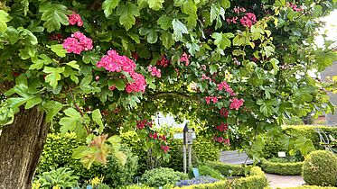 Blütenmeer im Bibelgarten Barth 
