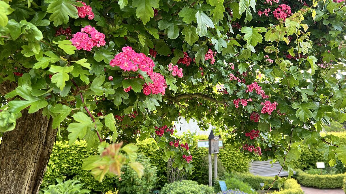 Im Bibelgarten wachsen rund 150 verschiedene Pflanzen. Im Sommer ist er besonders farbenfroh.